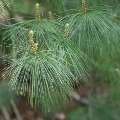 Сосна АРМАНДИ в Лиде