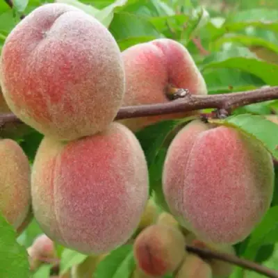 Персик ЕЛГАВСКИЙ в Лиде