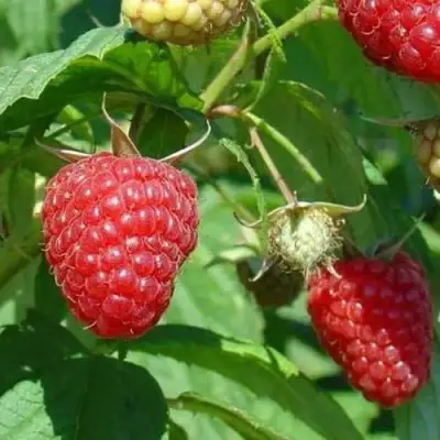 Малина ТАДМОР в Лиде