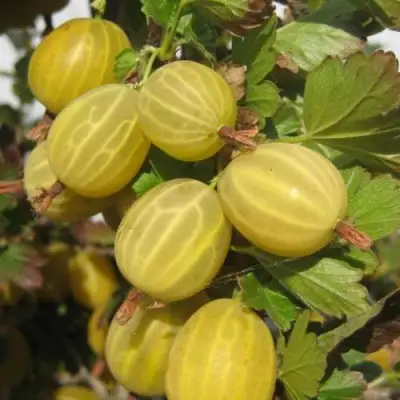 Крыжовник ЯРОВОЙ в Лиде