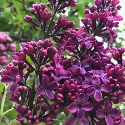 Сирень ЛЮДВИГ ШПЕТ в Лиде