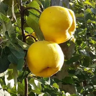 Айва МАРИЯ в Лиде