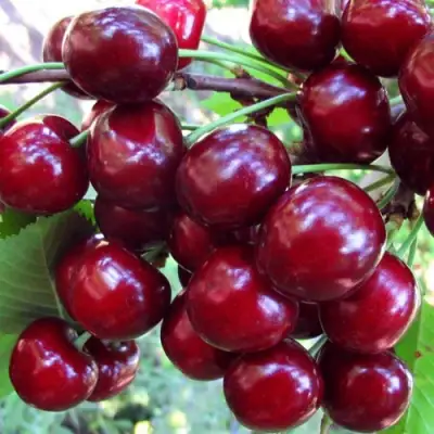 Вишня ЖУКОВСКАЯ в Лиде