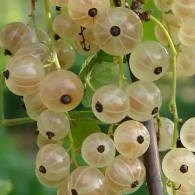 Смородина белая СМОЛЬЯНИНОВСКАЯ в Лиде