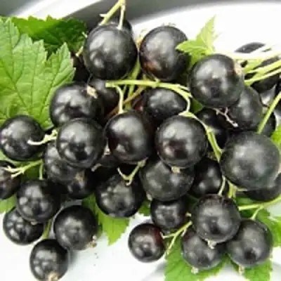 Смородина чёрная ТИТАНИЯ в Лиде