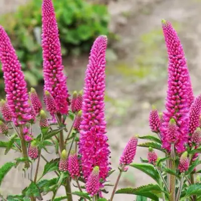 Вероника ФЕРСТ ЛАВ длиннолистная в Лиде