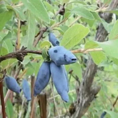 Жимолость съедобная ПУШКИНСКАЯ в Лиде