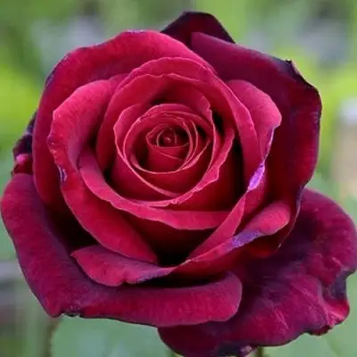 Роза ПАПА МЕЙЯН чайно-гибридная в Лиде