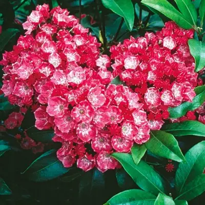 Кальмия КАРДИНАЛ в Лиде