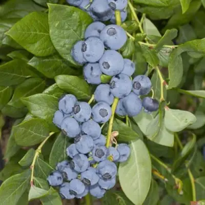 Голубика ЛИБЕРТИ в Лиде