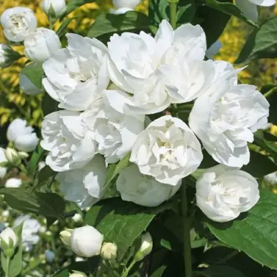 Жасмин махровый в Лиде