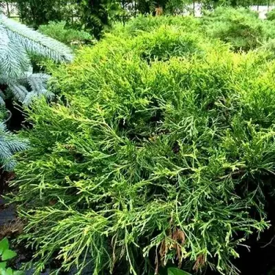 Кипарисовик ФИЛИФЕРА АУРЕА ВАРИЕГАТТА горохоплодный в Лиде