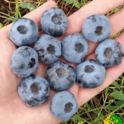 Голубика ЧАНДЛЕР в Лиде