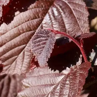 Фундук СИРЕНА в Лиде