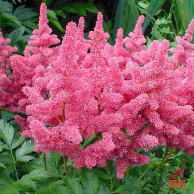 Астильба БОНН японская в Лиде