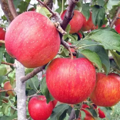 Яблоня ЖЕНЕВА (ЖЕНЕВА ЭРЛИ) в Лиде