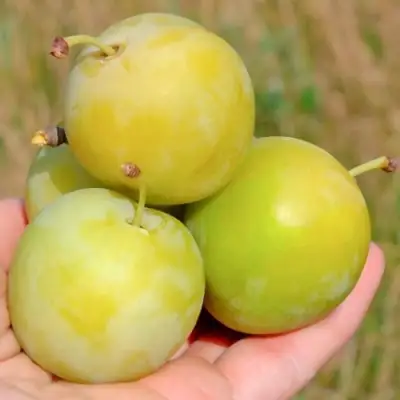 Слива РЕНКЛОД ранний в Лиде