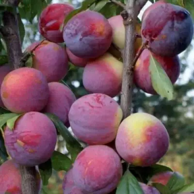 Слива ИМПЕРИАЛ колонновидная в Лиде