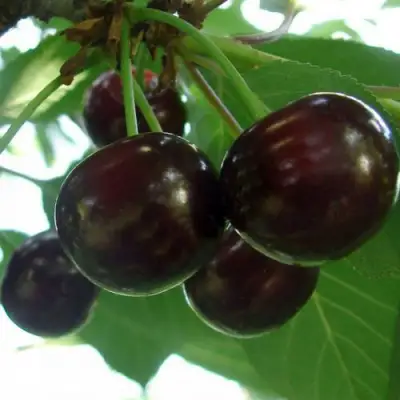 Дюк КСЕНИЯ (ЧЕРЕВИШНЯ) в Лиде