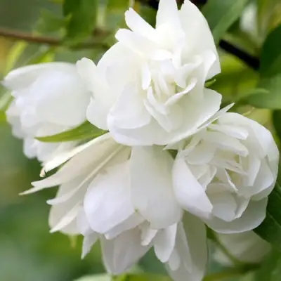 Жасмин МАНТО Д’ЭРМИН в Лиде