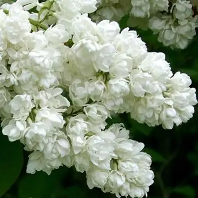 Сирень ПАМЯТЬ О КОЛЕСНИКОВЕ в Лиде