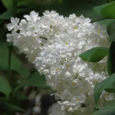 Сирень РУССКИЙ СЕВЕР в Лиде