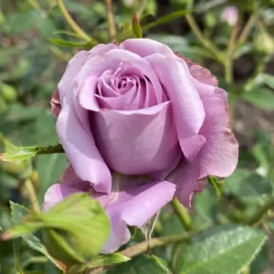 Роза БИЛОНА спрей в Лиде