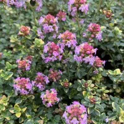 Тимьян ДОННА ВАЛЕЙ лимоннопахнущий в Лиде