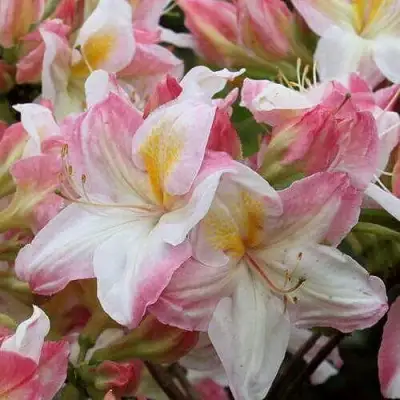 Азалия САТОМИ японская в Лиде