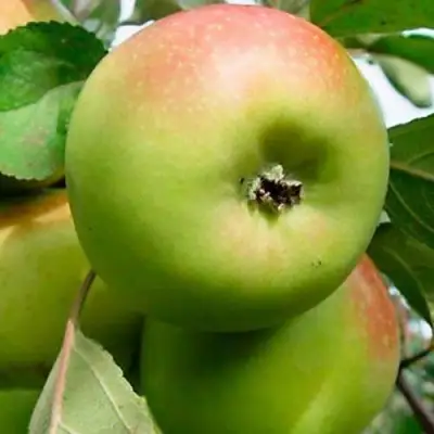 Яблоня БРАТ ЧУДНОГО стелющаяся в Лиде