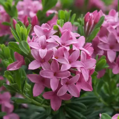 Волчеягодник КОЛЛИНА ГАРАЛЕНС в Лиде