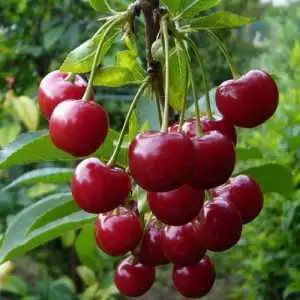 Дюк ФАКЕЛ в Лиде