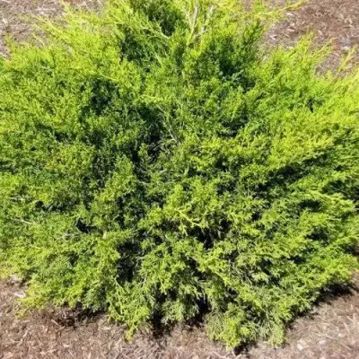Можжевельник ИЗАБЕЛИН китайский в Лиде