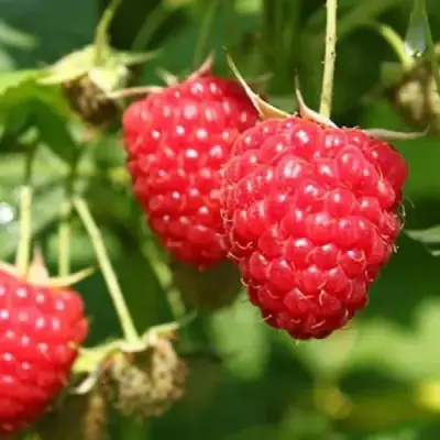 Малина БАЛЬЗАМ в Лиде