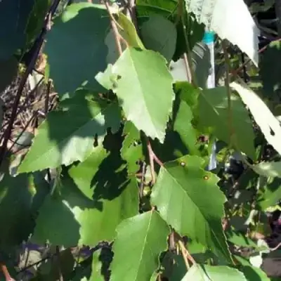 Береза САММЕР КАСКАД черная в Лиде