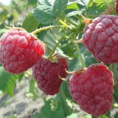 Малина БРУСИЛОВСКАЯ в Лиде