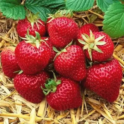 Клубника ХОНЕЙ в Лиде