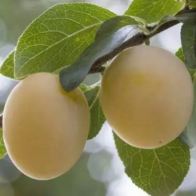 Слива УТРО в Лиде