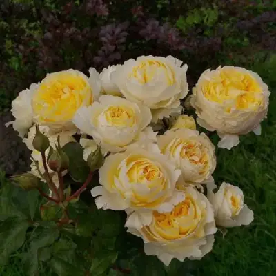 Роза БЕАТРИС английская в Лиде