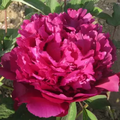 Пион ТАЙНАЯ СТРАСТЬ древовидный в Лиде