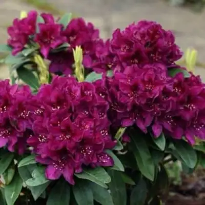 Рододендрон КАЛИ в Лиде