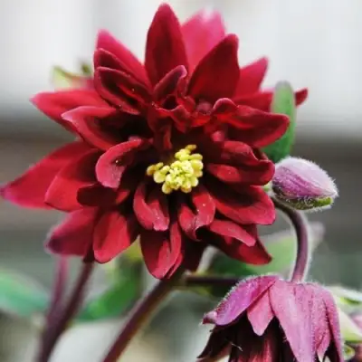 Аквилегия РУБИ ПОРТ обыкновенная в Лиде