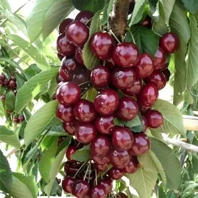 Черешня СИЛЬВИЯ колоновидная в Лиде