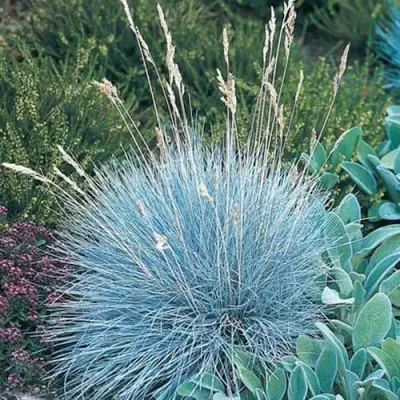 Овсяница АЙСФОГЕЛЬ сизая в Лиде