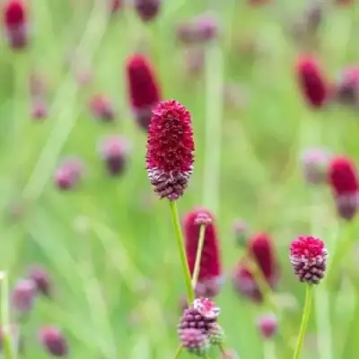 Кровохлебка БИТЛВИНГЗ в Лиде