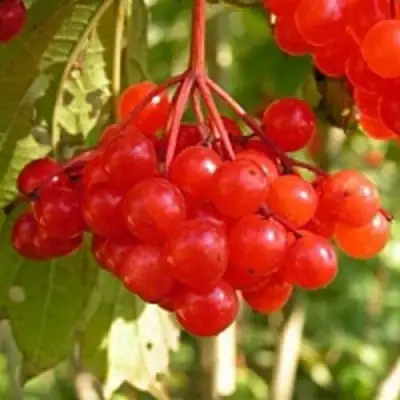 Калина ПАМЯТИ ВАЛЕНТИНЫ в Лиде