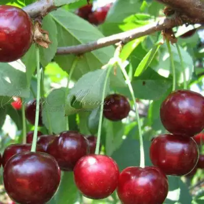 Дюк ИВАНОВНА в Лиде