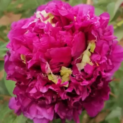 Пион ПОЛЕТ ЛАСТОЧКИ древовидный в Лиде