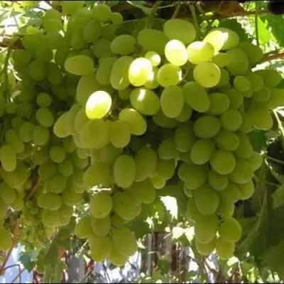 Виноград ИЛЬЯ  в Лиде