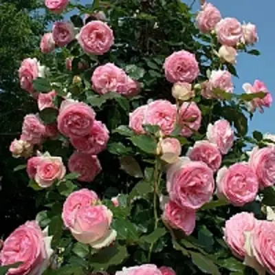 Роза ПЬЕР ДЕ РОНСАР плетистая в Лиде